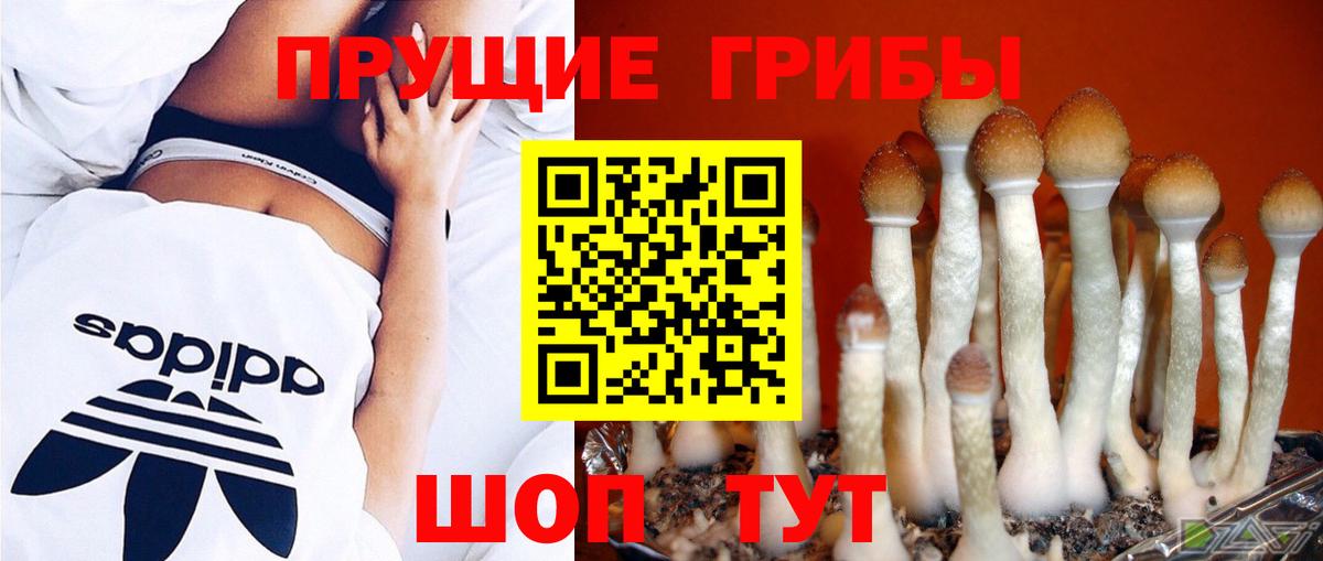 Балашов  Псилоцибиновые грибы ЛСД  Вход с VPN  Галлюциногенные грибы Psilocybine cubensis 